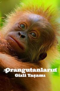 Secret Lives of Orangutans (2024) poster